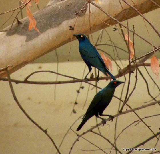 Beautiful Senegalese Birds