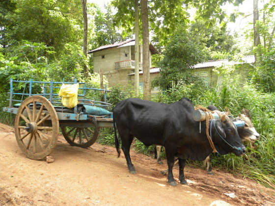Bullock Cart in Sri Lanka