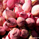 Lotus buds in a market in Sri Lanka
