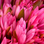 Lotus flowers in a market in Sri Lanka