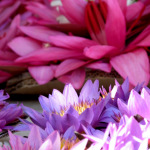 Water Lilies in a temple Sri Lanka